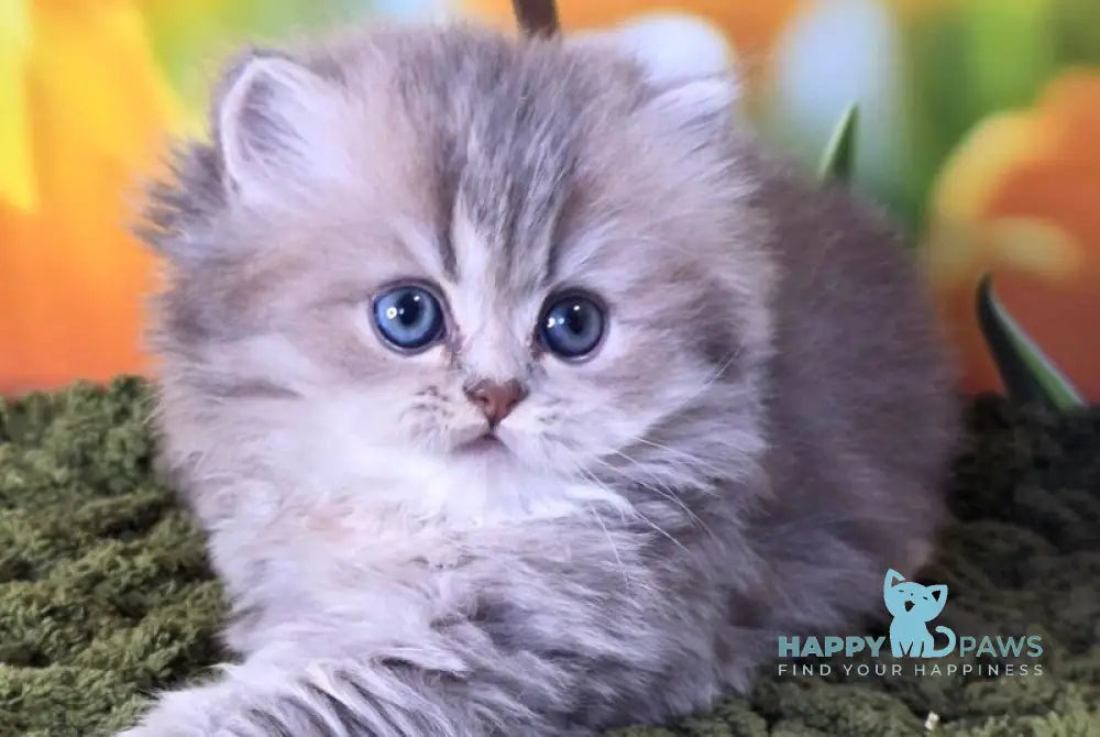 Garry British Longhair male blue golden shaded - live animals