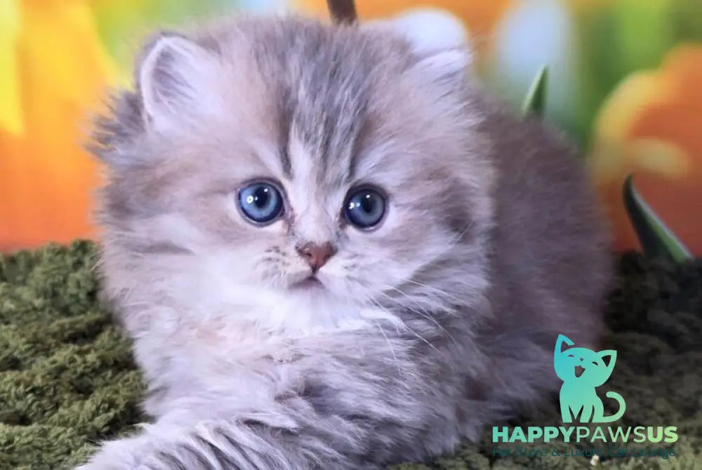 Garry British Longhair male blue golden shaded - live animals