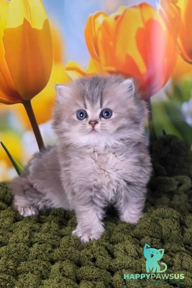 Garry British Longhair male blue golden shaded - live animals