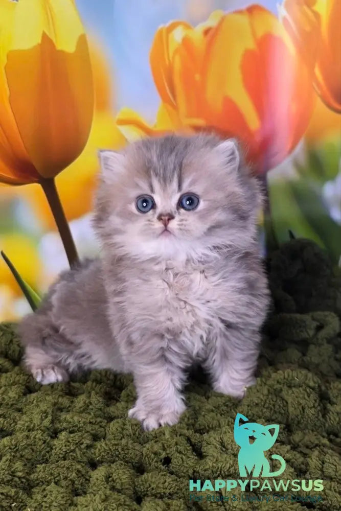 Garry British Longhair male blue golden shaded - live animals