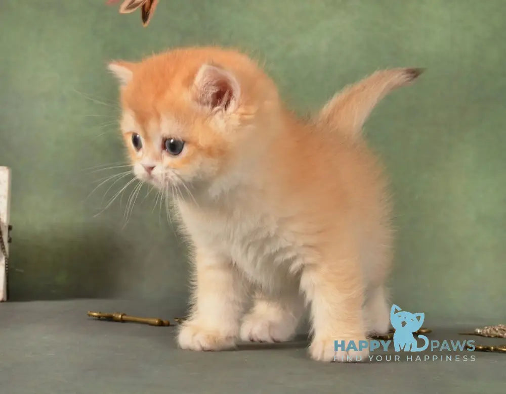 Garry British Shorthair male black golden chinchilla live animals