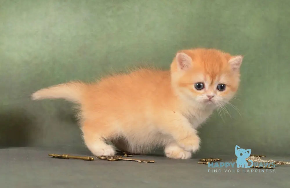 Garry British Shorthair male black golden chinchilla live animals