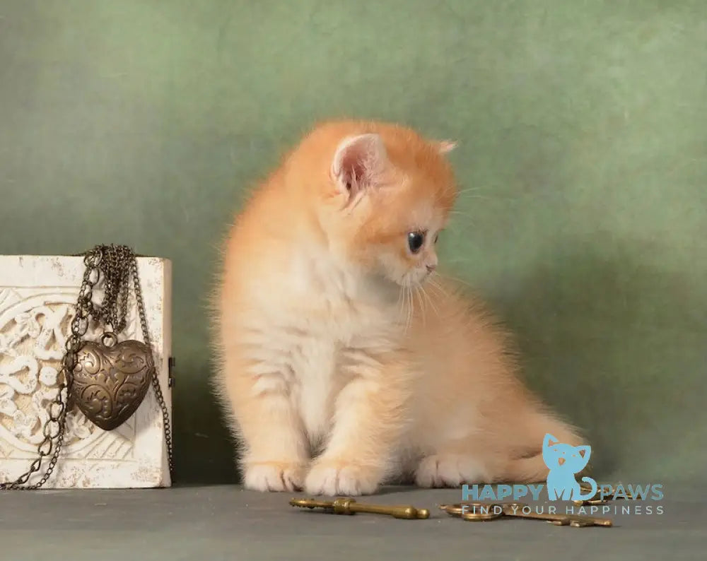 Garry British Shorthair male black golden chinchilla live animals
