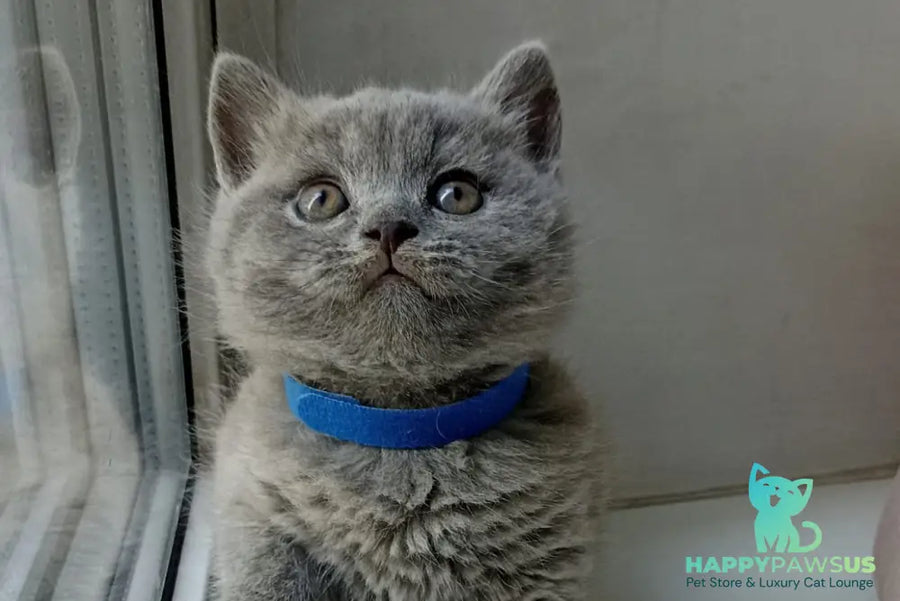 Garry British Shorthair male blue - live animals