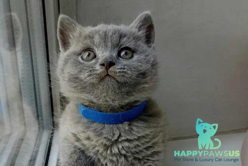 Garry British Shorthair male blue - live animals