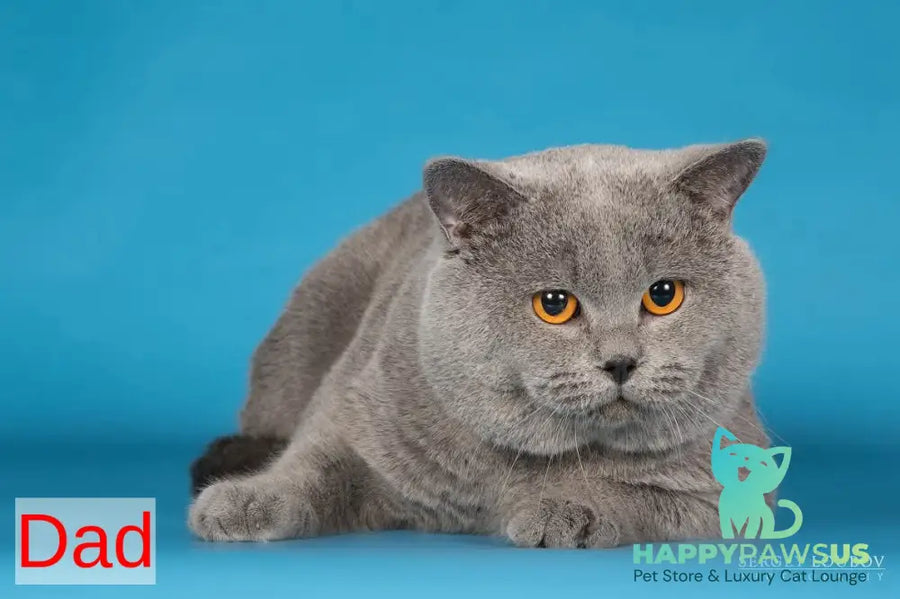 Garry British Shorthair male blue - live animals