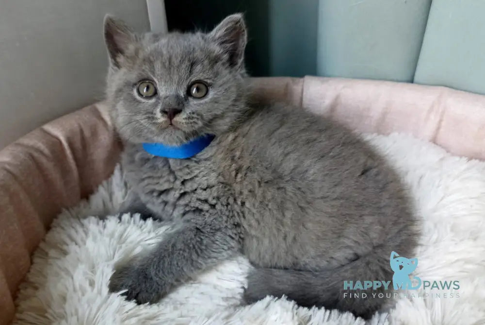 Garry British Shorthair male blue - live animals