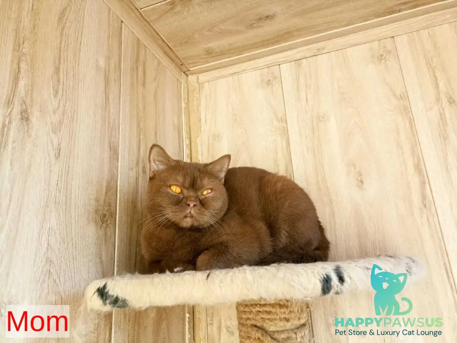 Garry British Shorthair male blue - live animals