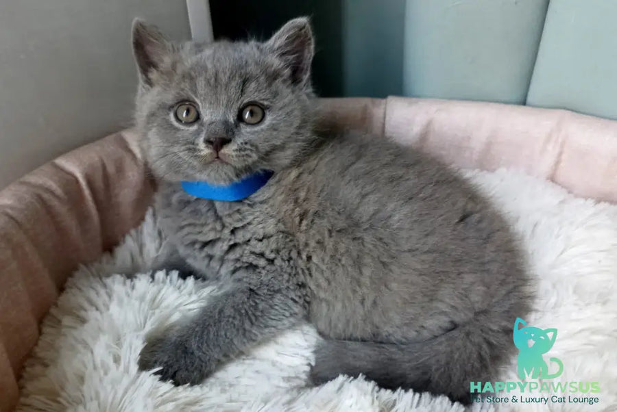 Garry British Shorthair male blue - live animals