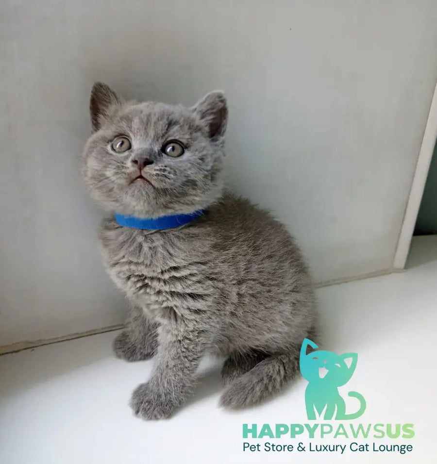 Garry British Shorthair male blue - live animals
