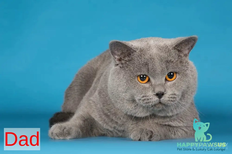 Garry British Shorthair male blue - live animals