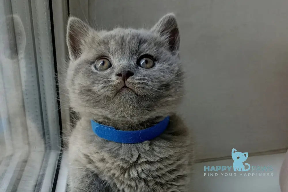 Garry British Shorthair male blue - live animals