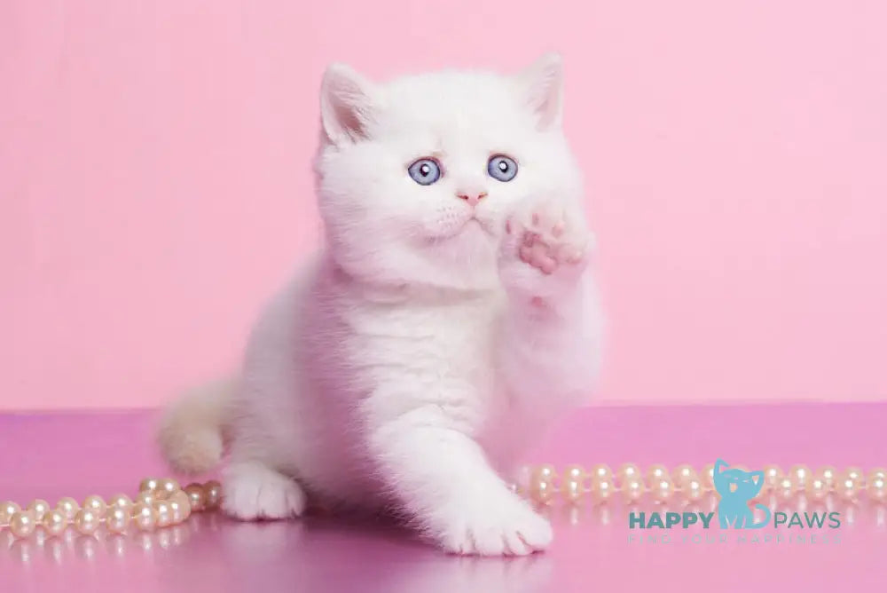 Garry British Shorthair male cream pointed live animals