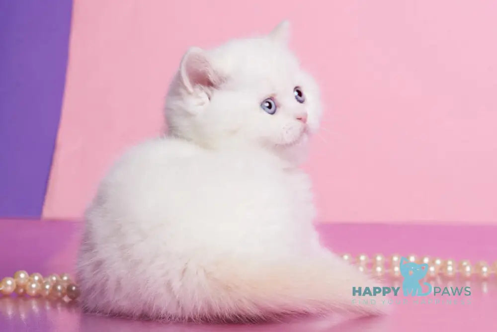 Garry British Shorthair male cream pointed live animals