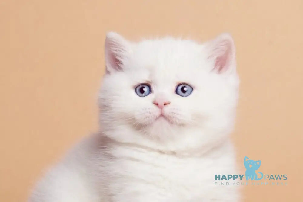 Garry British Shorthair male cream pointed live animals