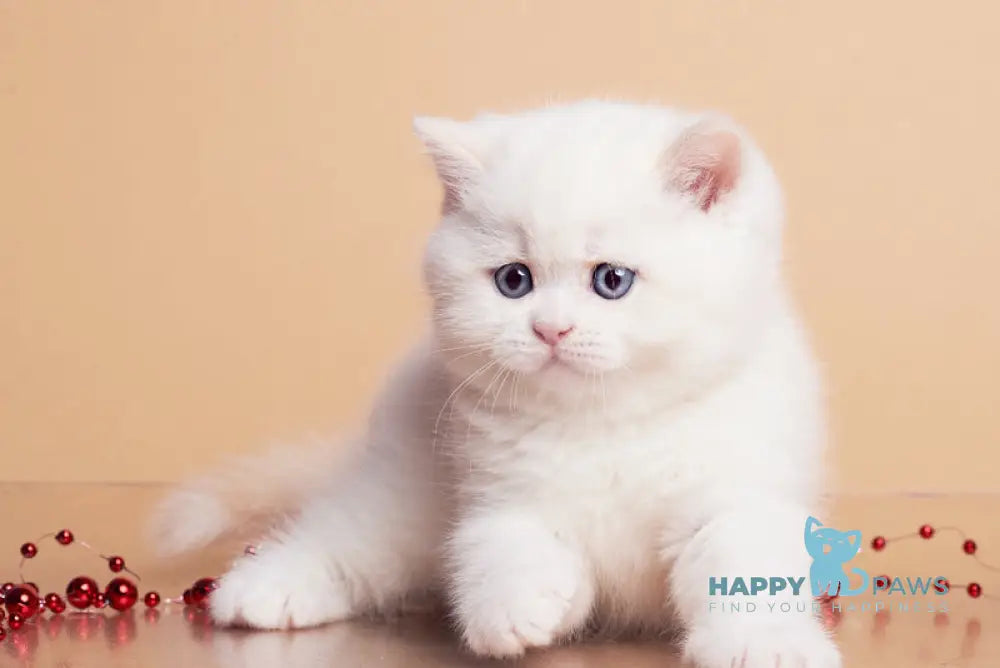 Garry British Shorthair male cream pointed live animals