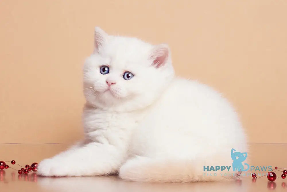 Garry British Shorthair male cream pointed live animals