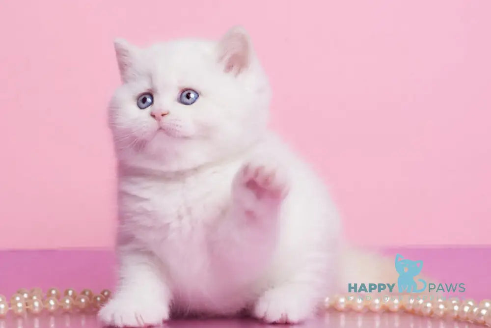 Garry British Shorthair male cream pointed live animals