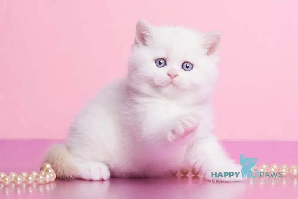 Garry British Shorthair male cream pointed live animals