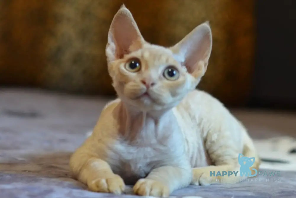 Garry Devon Rex male red live animals