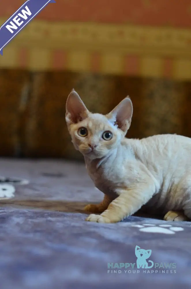 Garry Devon Rex male red live animals