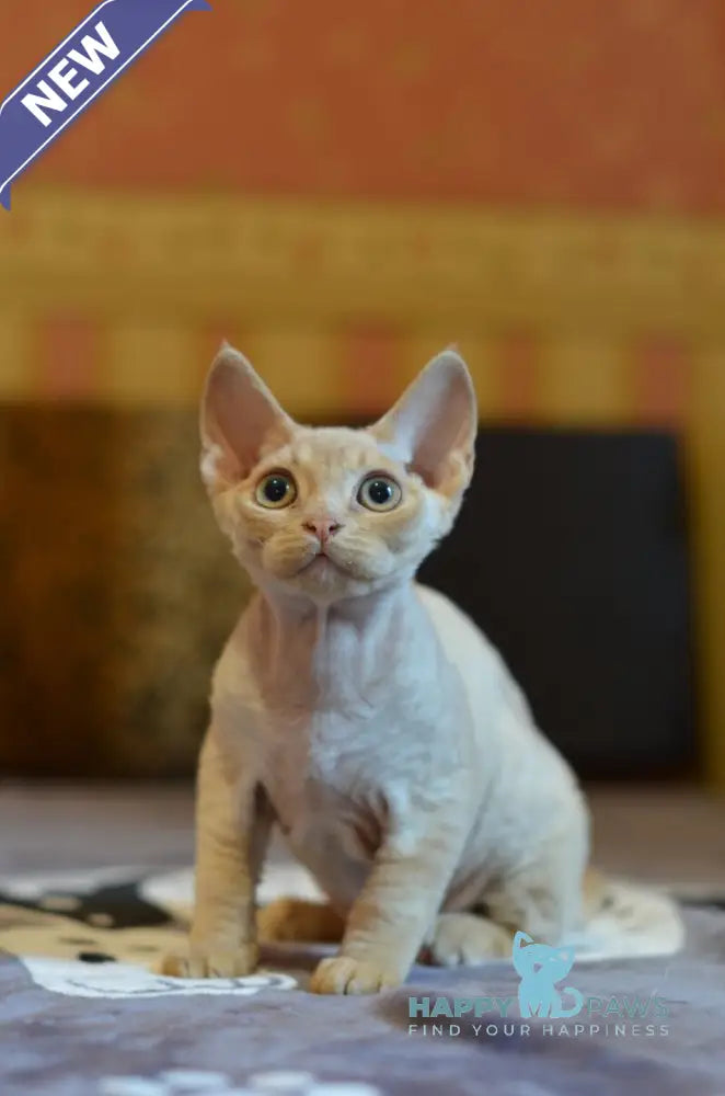 Garry Devon Rex male red live animals