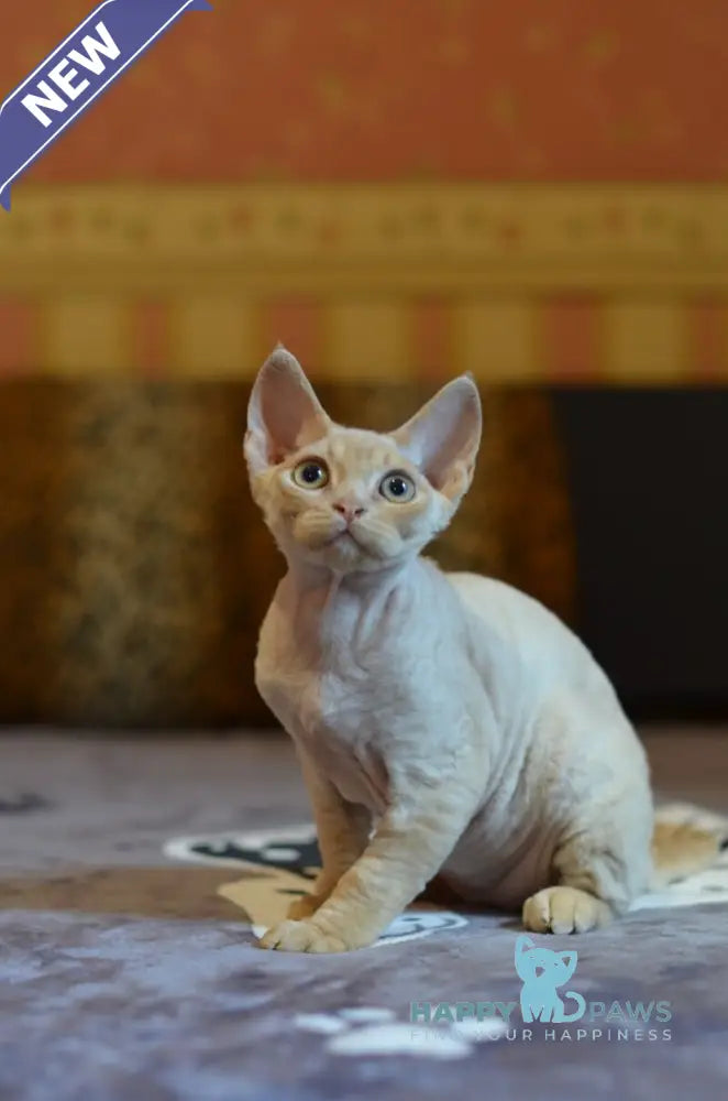 Garry Devon Rex male red live animals