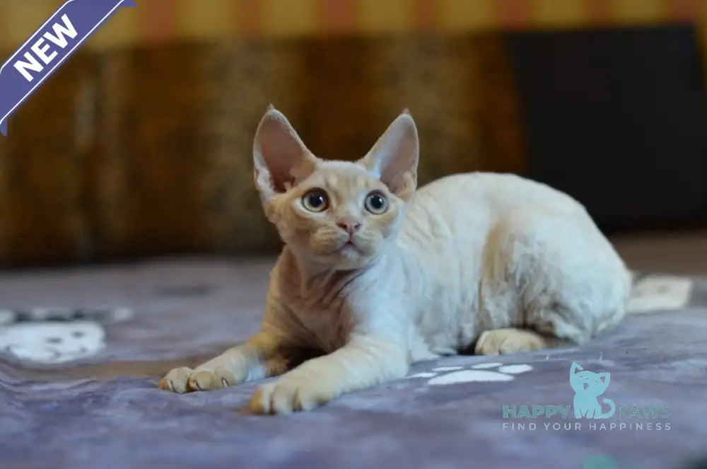 Garry Devon Rex male red live animals