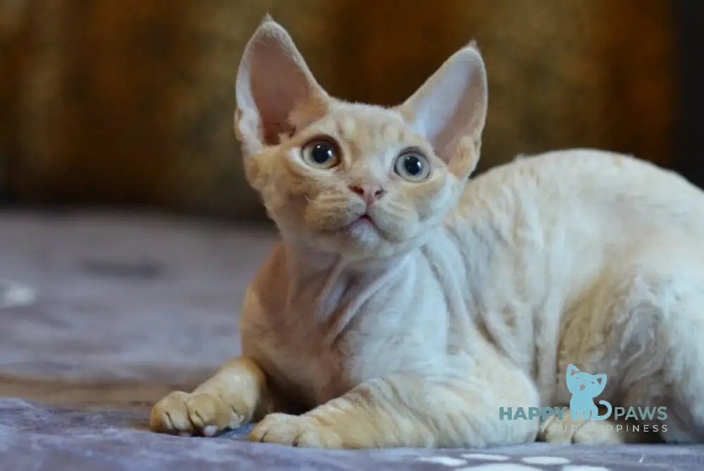 Garry Devon Rex male red live animals