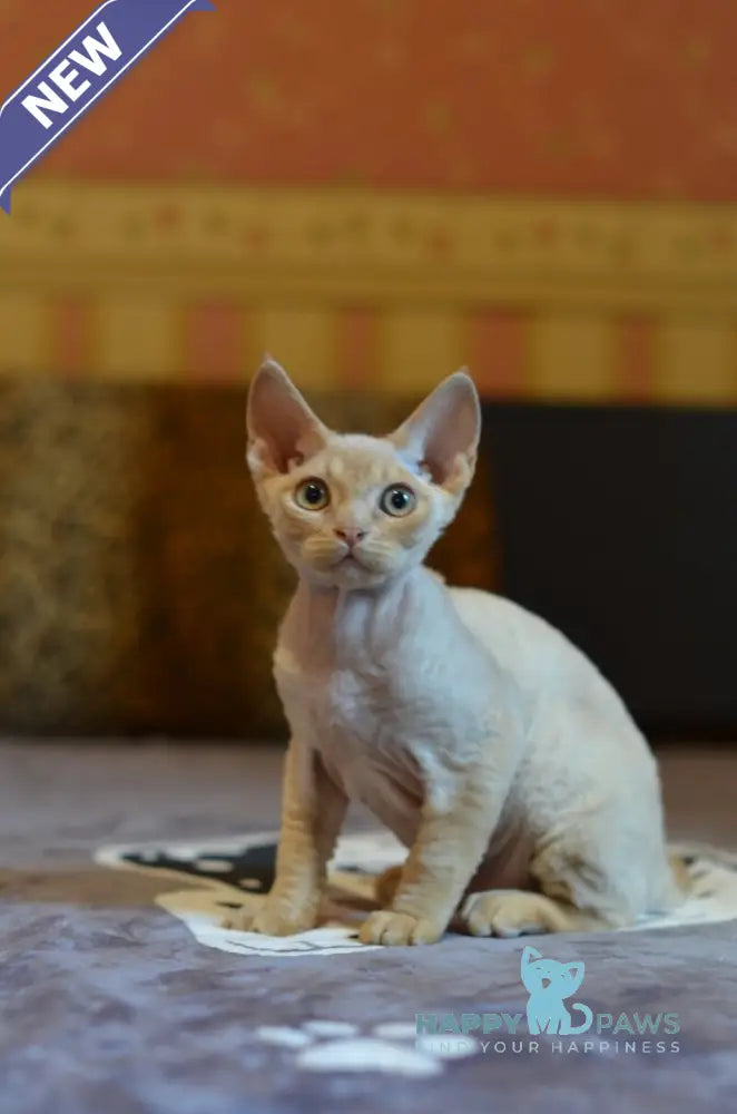 Garry Devon Rex male red live animals
