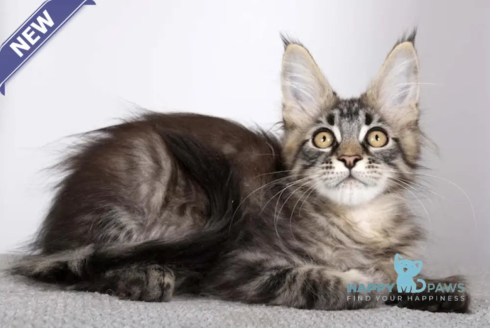 Garry Maine Coon male black spotted tabby live animals