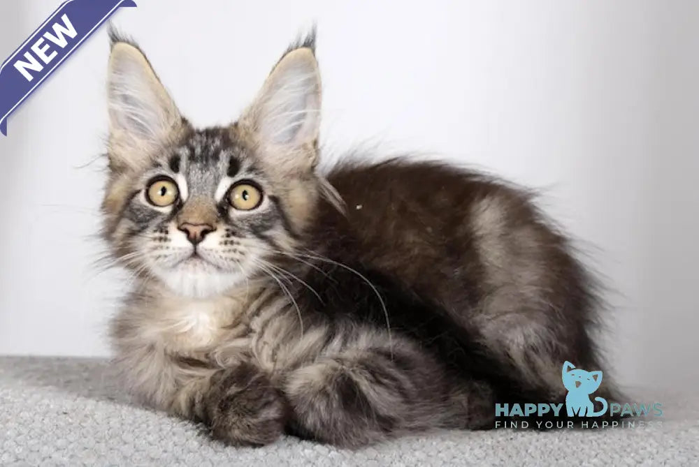 Garry Maine Coon male black spotted tabby live animals