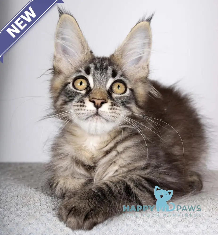 Garry Maine Coon male black spotted tabby live animals