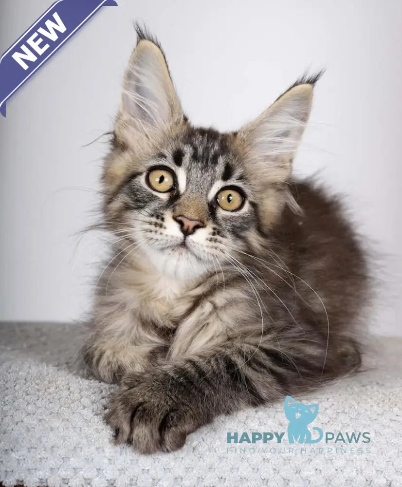 Garry Maine Coon male black spotted tabby live animals