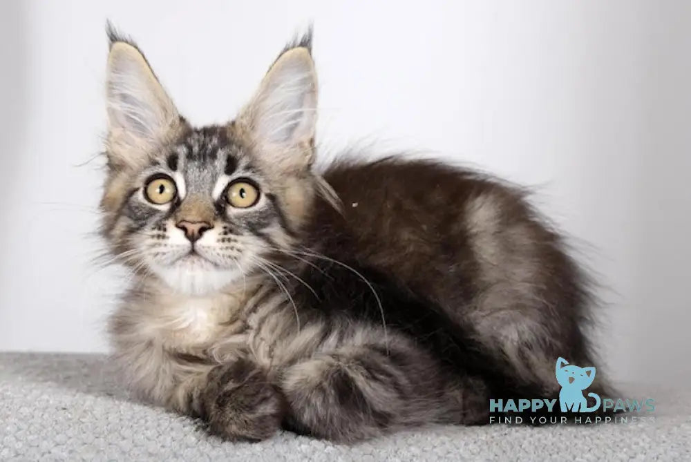 Garry Maine Coon male black spotted tabby live animals