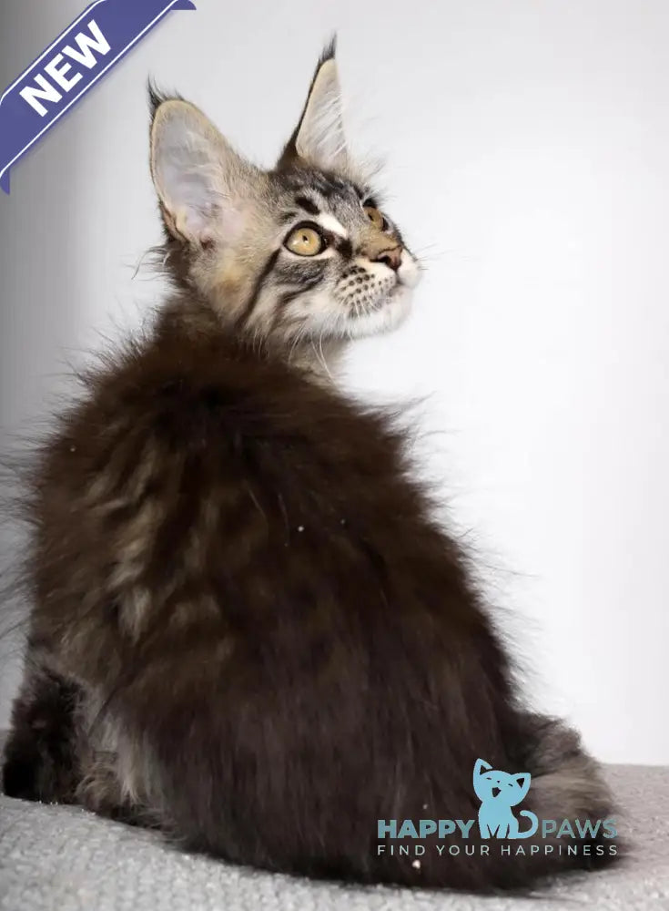 Garry Maine Coon male black spotted tabby live animals