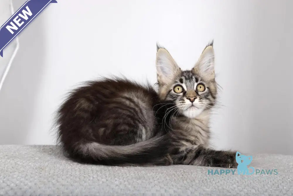 Garry Maine Coon male black spotted tabby live animals