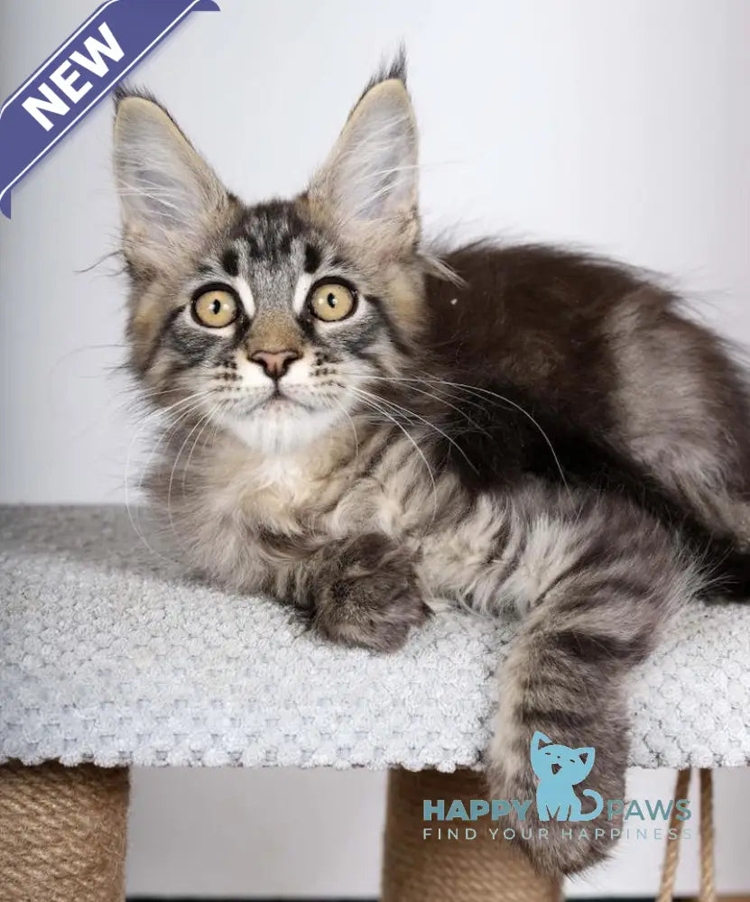 Garry Maine Coon male black spotted tabby live animals