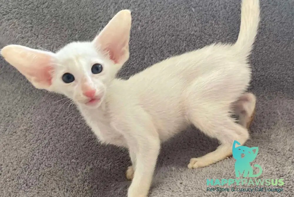 Garry Oriental Shorthair male white - live animals