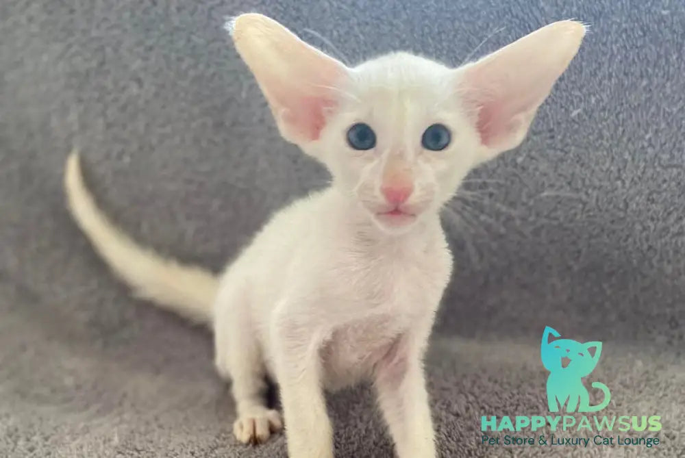 Garry Oriental Shorthair male white - live animals