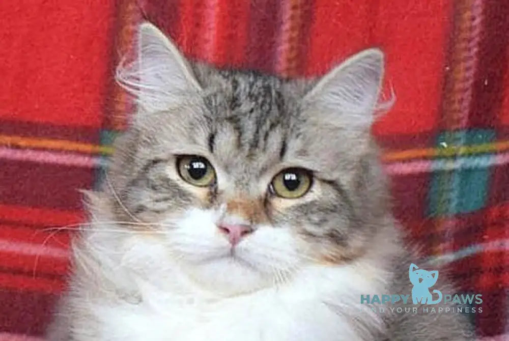 Garry Siberian male black tabby bicolour live animals