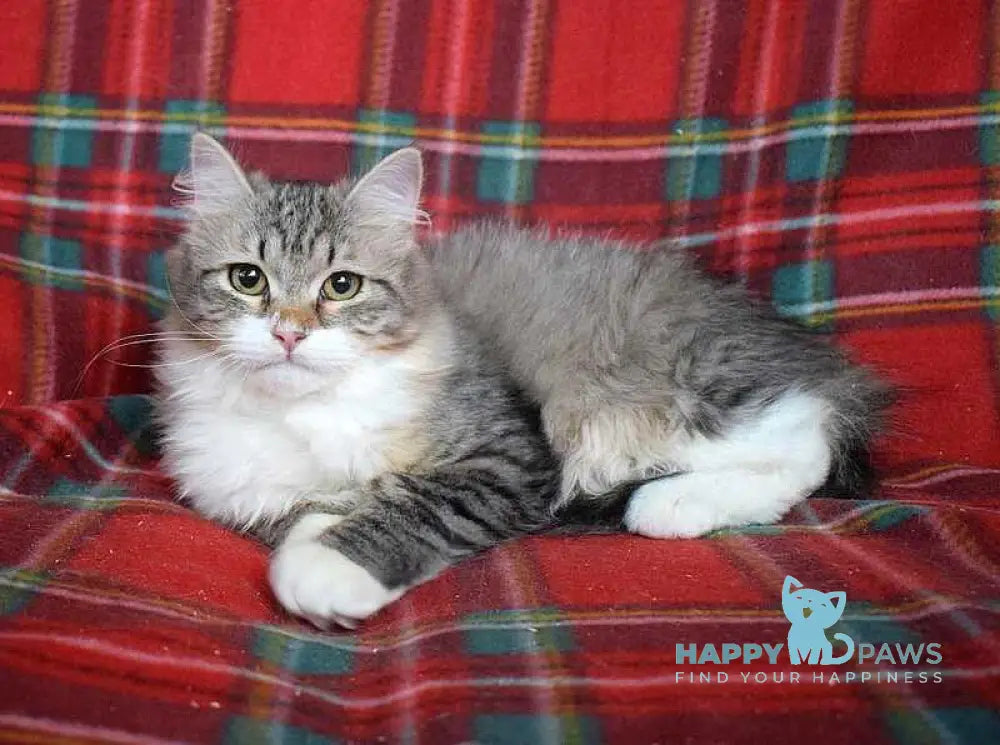 Garry Siberian male black tabby bicolour live animals