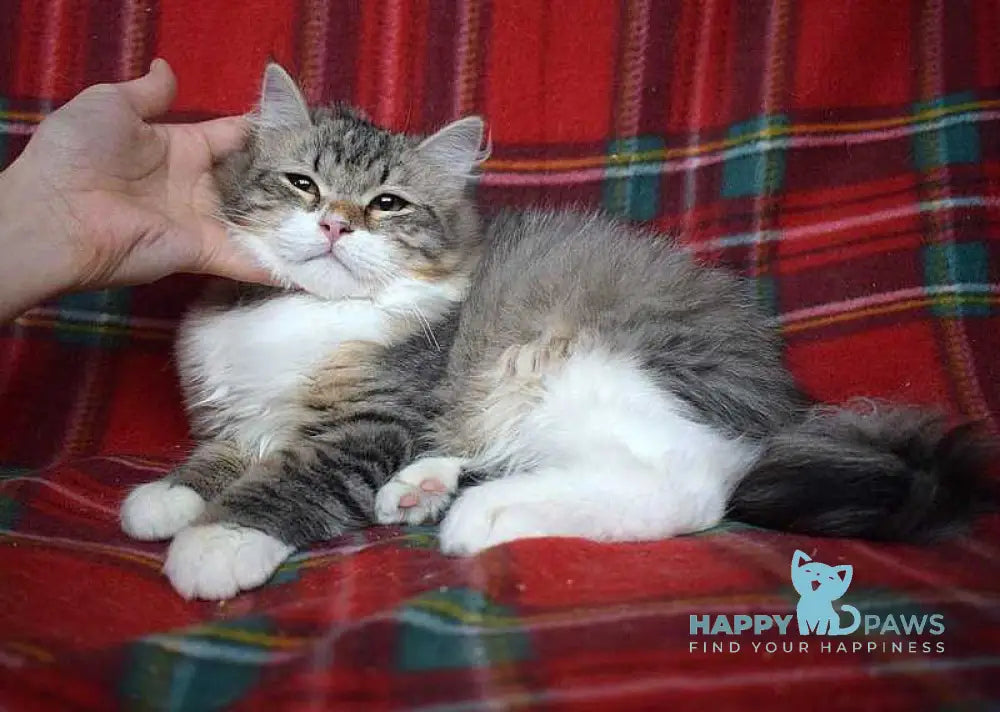 Garry Siberian male black tabby bicolour live animals