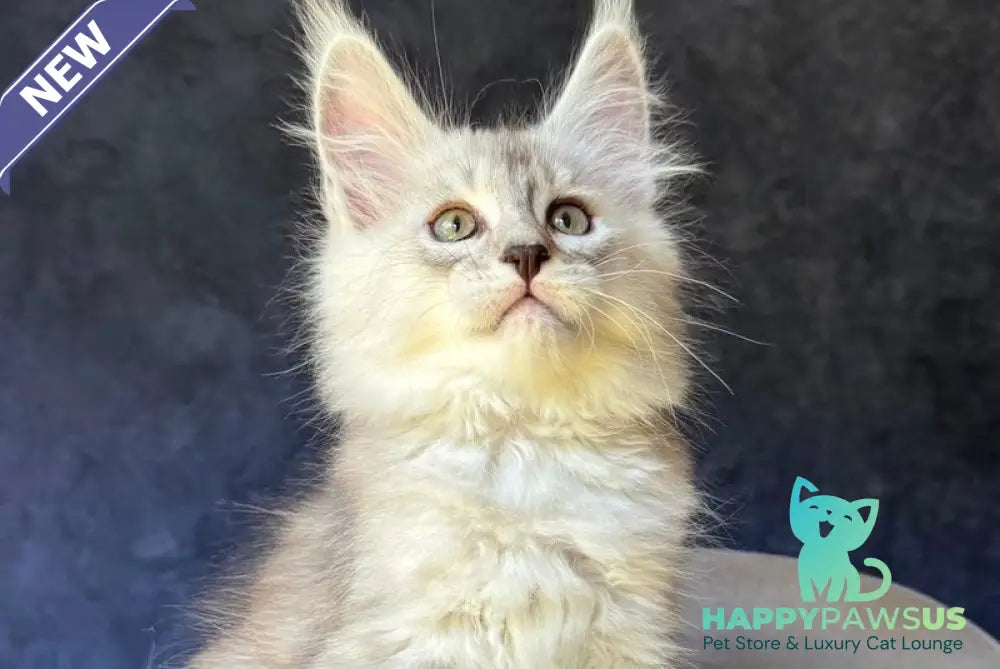 Garvin Maine Coon male black silver tabby - live animals