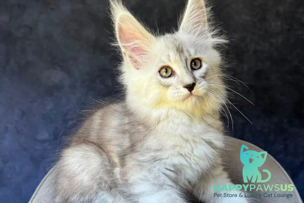 Garvin Maine Coon male black silver tabby - live animals