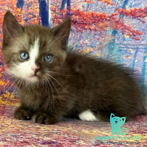 Gary Munchkin male chocolate bicolour - live animals