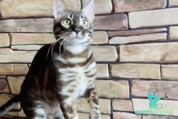 Gatito Bengal male black amber spotted tabby - live animals