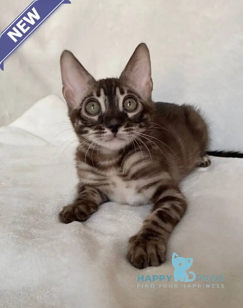 Gatito Bengal male black amber spotted tabby live animals