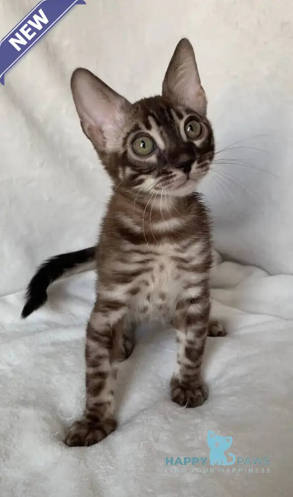 Gatito Bengal male black amber spotted tabby live animals