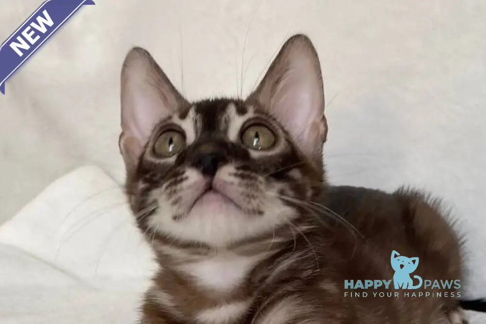 Gatito Bengal male black amber spotted tabby live animals